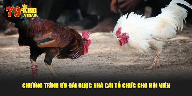 Chiến thuật chơi hiệu quả được cao thủ truyền lại