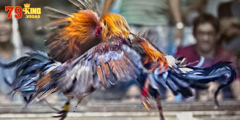 Giới thiệu loại hình thu hút đá gà trực tiếp C3 79KING Giới thiệu loại hình thu hút đá gà trực tiếp C3 79KING