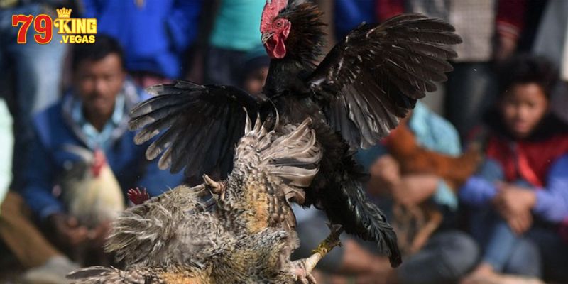 Tính năng nổi bật của đá gà trực tiếp C3 79KING Tính năng nổi bật của đá gà trực tiếp C3 79KING