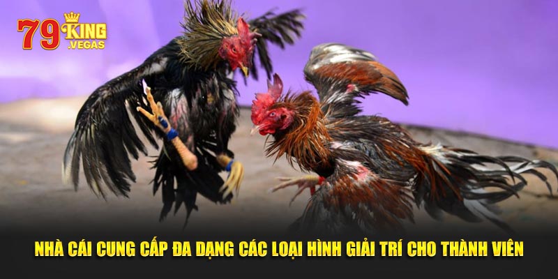 Chương trình ưu đãi được nhà cái tổ chức cho hội viên